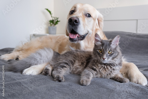 A cat and a dog lie together on the bed. Pets sleeping on a cozy gray plaid. The care of animals. Love and friendship of a kitten and a puppy.