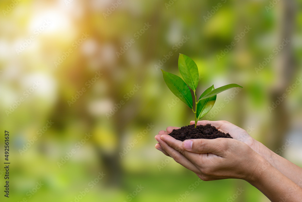 World environment day and earth day concept. Human hands holding small tree and preparation for planting to save the world over blurred forrest, green bokeh and sunlight background. World environment day and earth day concept. Human hands holding small tree and preparation for planting to save the world over blurred forrest, green bokeh and sunlight background.