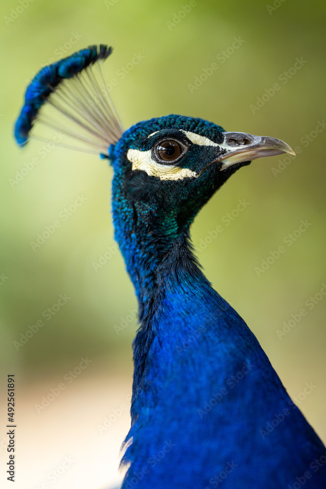Close up of a peacock bird at a zoo in melbourne Australia. Close up of a peacock bird at a zoo in melbourne Australia.