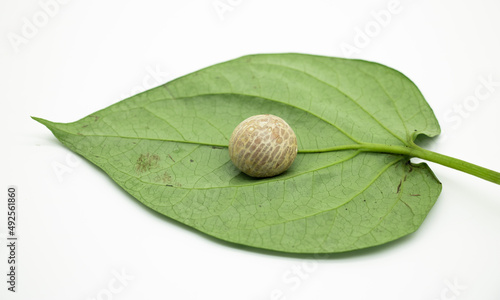 Canvastavla betel leafs with betel nuts isolate on white background
