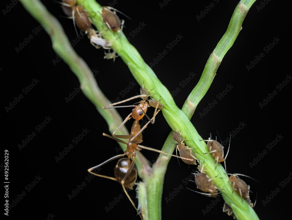 Crazy yellow ant doing symbiosis with apids Crazy yellow ant doing symbiosis with apids