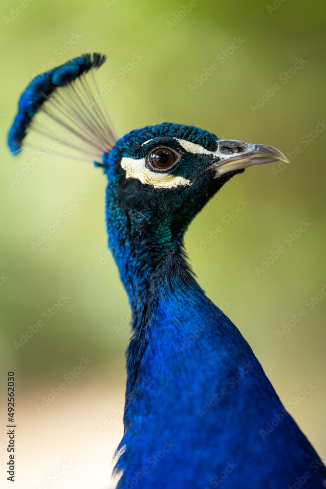 Close up of a peacock bird at a zoo in melbourne Australia. Close up of a peacock bird at a zoo in melbourne Australia.