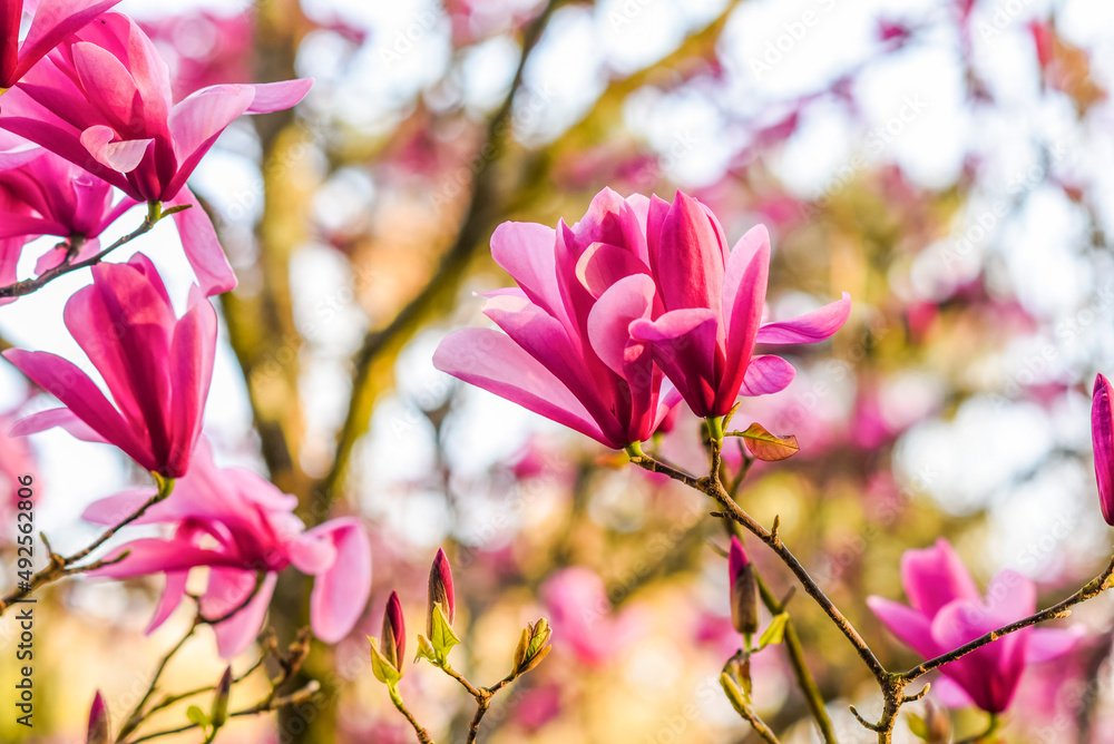 Pink magniolii tree blooming in the spring garden. Beautiful flowers background. Pink magniolii tree blooming in the spring garden. Beautiful flowers background.