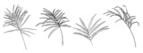 Vector set from palm leaves in sketch style. Hand-drawn graphic illustration for wrapping paper, fabric, textile, design. 