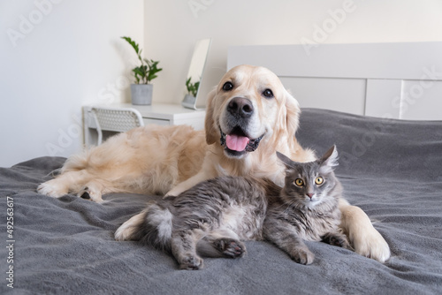Obraz na plátně A cat and a dog lie together on the bed