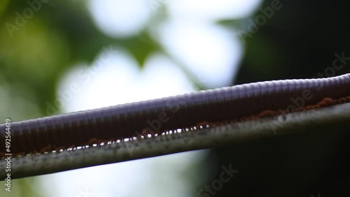 Giant milipedes creeping on cable, macro hd video photo
