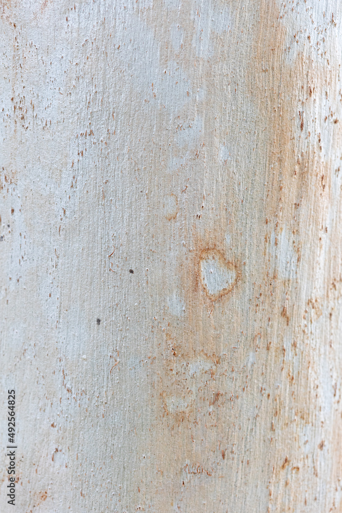 Eucalyptus trunk texture. Smooth wood without bark. Fullscreen Eucalyptus trunk texture. Smooth wood without bark. Fullscreen