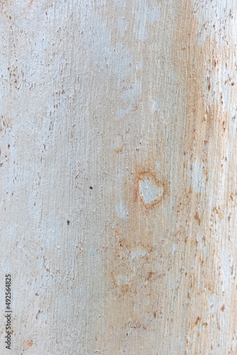 Eucalyptus trunk texture. Smooth wood without bark. Fullscreen © Antonio