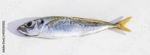 A freshly caught horse mackerel fish lies on the white leather seat of a motor boat.