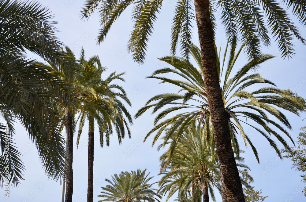 Palm trees, blue sky background