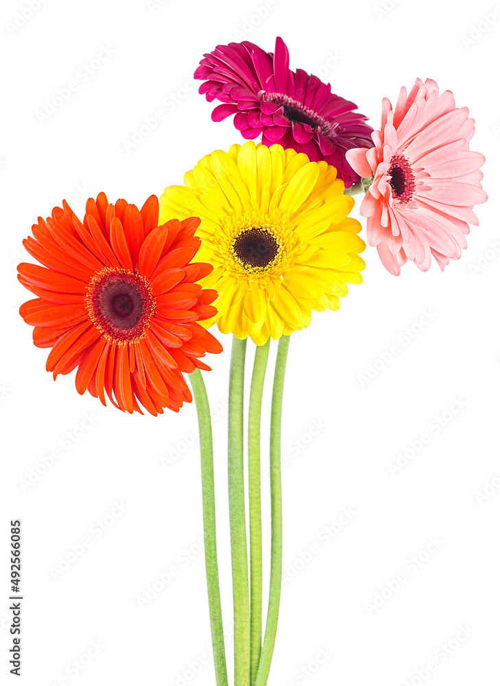 Beautiful gerbera daisy flowers isolated on a white background. Colored gerbera flowers. Beautiful gerbera daisy flowers isolated on a white background. Colored gerbera flowers.