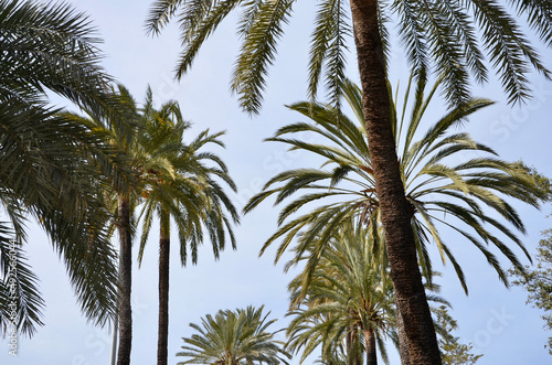 Palm trees  blue sky background