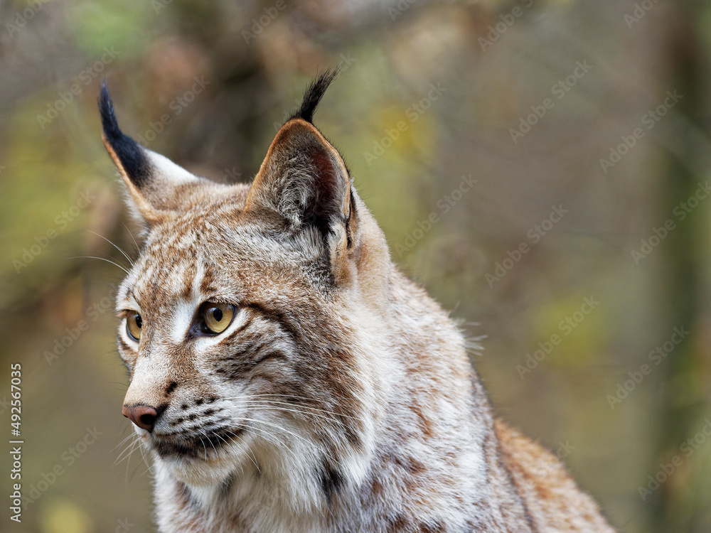 Eurasische Luchs, Lynx lynx, Nordluchs, Luchs
