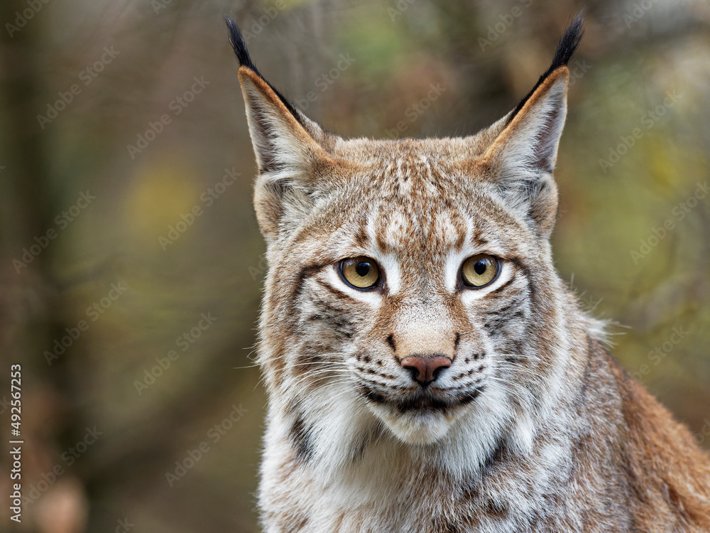 Eurasische Luchs, Lynx lynx, Nordluchs, Luchs Eurasische Luchs, Lynx lynx, Nordluchs, Luchs