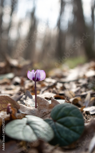 Little cyclamen flower in the middle of blurred background of a forest - Macro, Selective focus