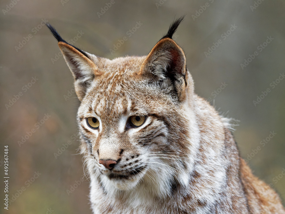 Fototapeta premium Eurasische Luchs, Lynx lynx, Nordluchs, Luchs
