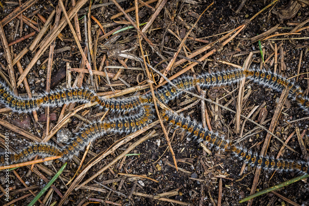 Obraz premium Pine trees worms moving in perfect lines between the trees leaves