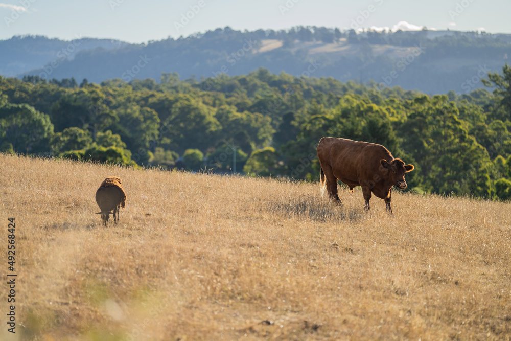 Beef cows and calves grazing on grass in Australia. eating hay and silage. breeds include speckled park, murray grey, wagyu, angus and brangus.