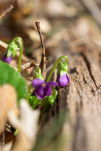 Early purple flowers of wood violet near the old log in the forest - Macro, Selective focus