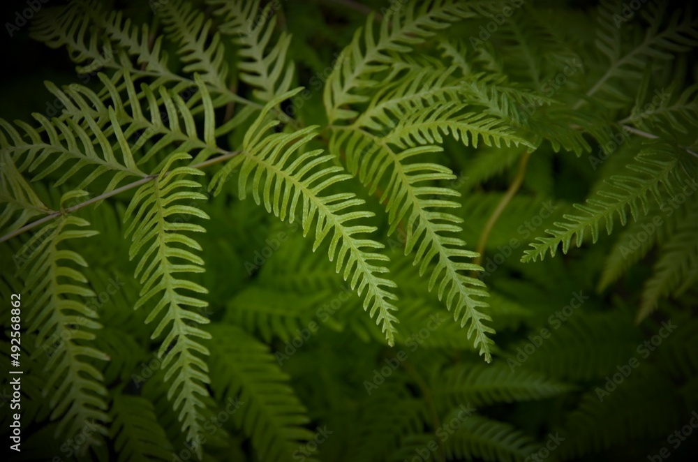 beautiful natural background of fern leaves, plants