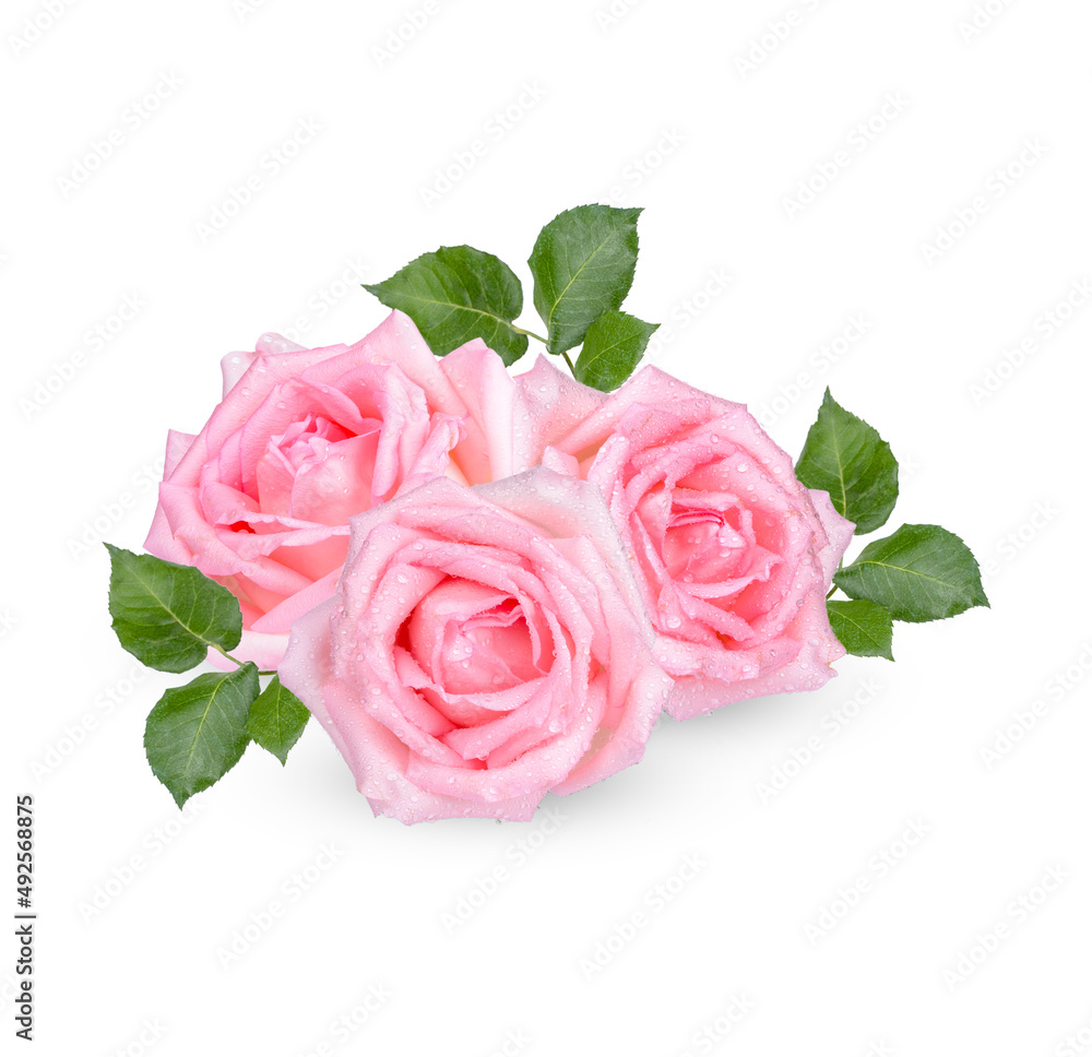 Naklejka premium Pink rose with drops isolated on white background