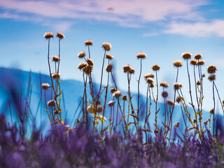 Canvas schilderij Blauw Witte zomerbloemen in bloeiend veld  © Voyagerix