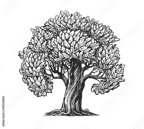 Oak tree with leaves sketch. Nature concept vintage vector illustration