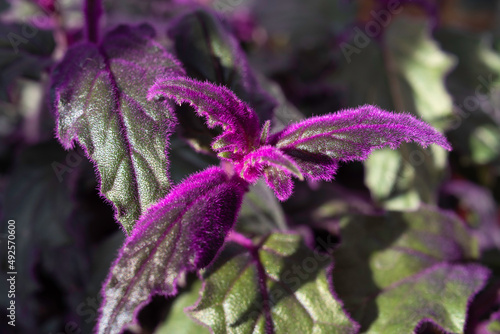 Houseplant ginura (Gynura) with dark green leaves and covered with bright purple hairs