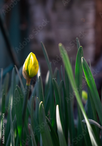 Narcissus yellow bud among dark-green leaves in the garden - Macro, Selective focus