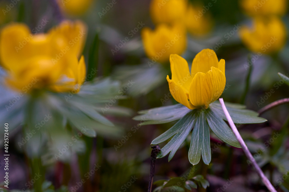 Fototapeta premium Winterling, Eranthis hyemalis