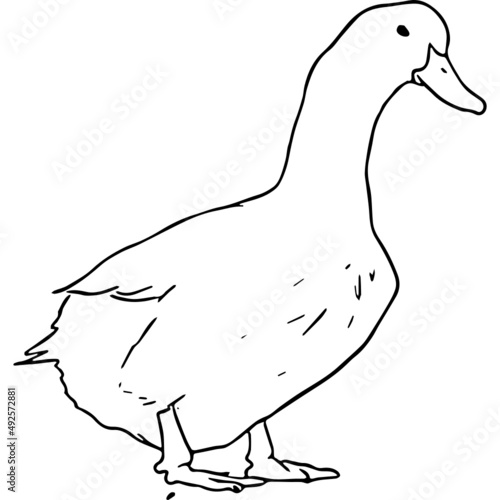 Ink Drawing of Duck
