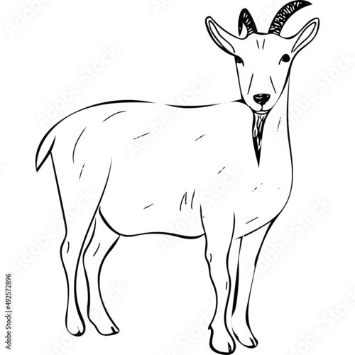Ink sketch of Goat