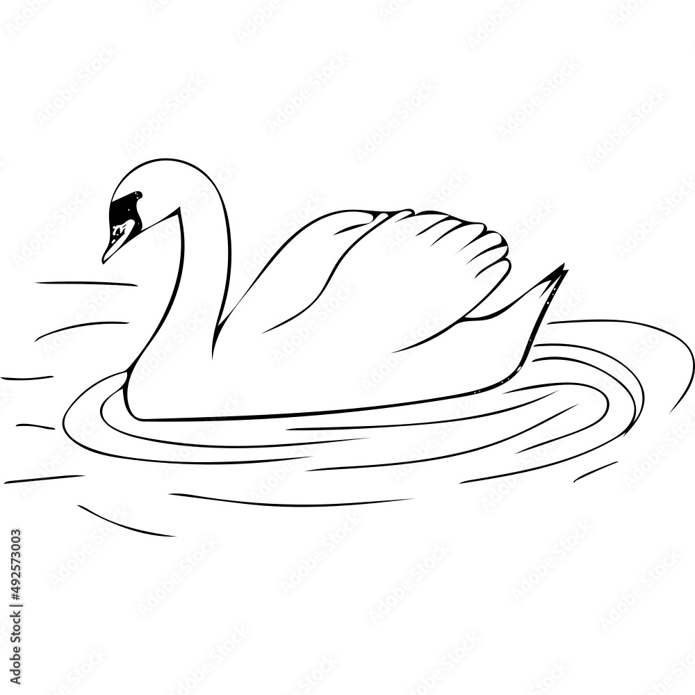 Black and white swan in water Black and white swan in water