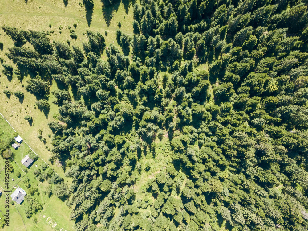Coniferous trees on the slope of the mountain. Aerial drone view. Coniferous trees on the slope of the mountain. Aerial drone view.