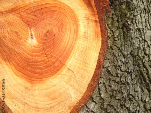 Schilderij op canvas Détail des cernes d'un arbre sur l'emplacement d'une branche fraichement coupée