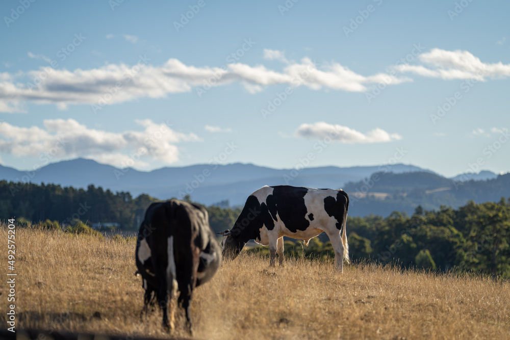 Close up of Stud speckle park Beef bulls, cows and calves grazing on grass in a field, in Australia. breeds of cattle include speckle park, murray grey, angus, brangus and wagyu on long pastures Close up of Stud speckle park Beef bulls, cows and calves grazing on grass in a field, in Australia. breeds of cattle include speckle park, murray grey, angus, brangus and wagyu on long pastures