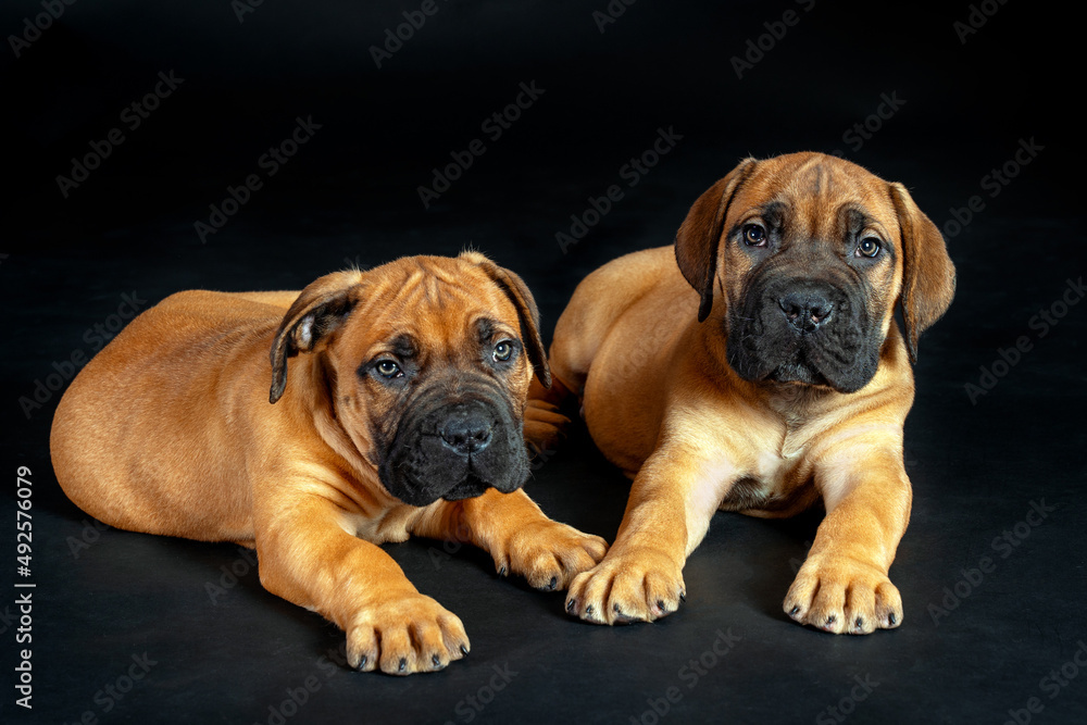 Close-up studio portrait of two cute bull mastiff puppies lying down on black background. Yellow short hair, funny wrinkled faces with dark mask, copy space.