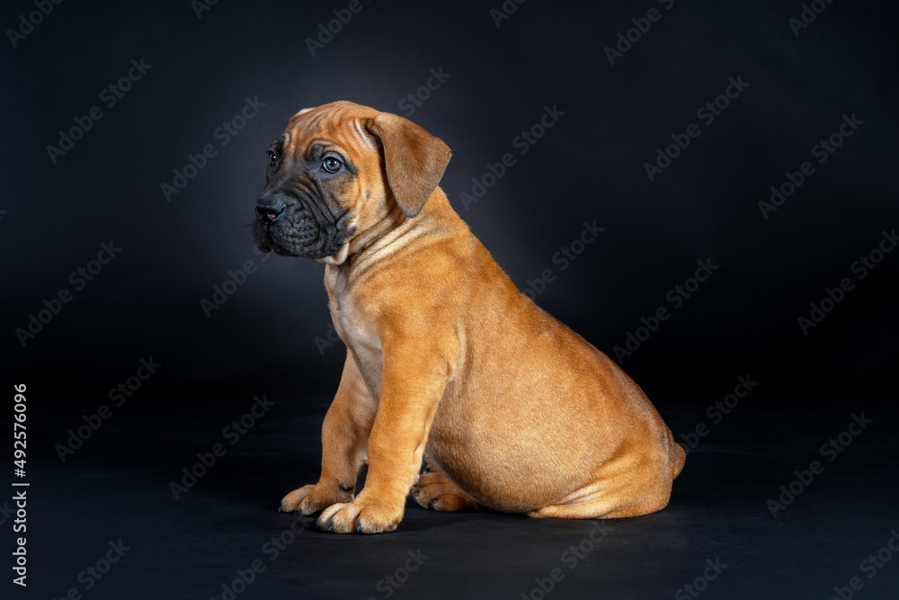 Close-up studio portrait of cute bull mastiff puppies sitting on black background. Yellow short hair, funny wrinkled face with dark mask, copy space.