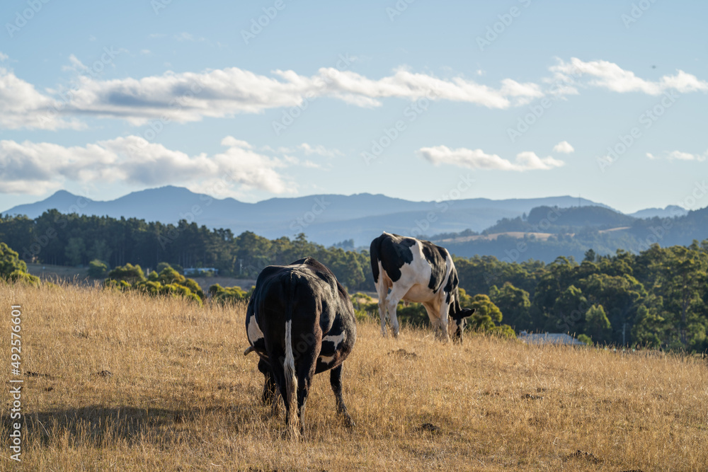 Close up of Stud speckle park Beef bulls, cows and calves grazing on grass in a field, in Australia. breeds of cattle include speckle park, murray grey, angus, brangus and wagyu on long pastures Close up of Stud speckle park Beef bulls, cows and calves grazing on grass in a field, in Australia. breeds of cattle include speckle park, murray grey, angus, brangus and wagyu on long pastures