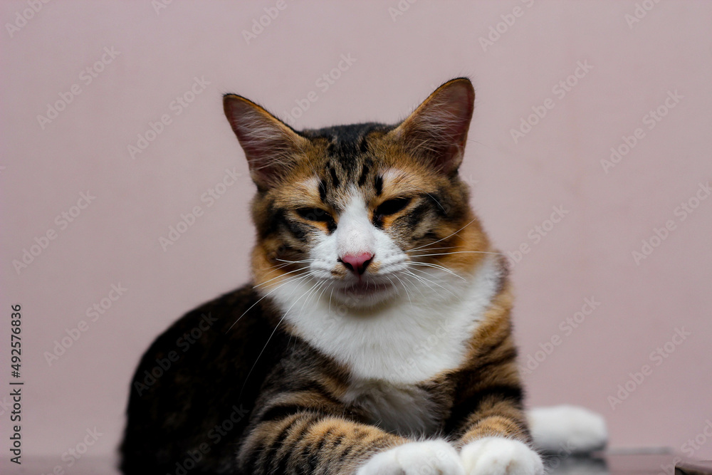 The cat sits comfortably on a casual day. The cat sits comfortably on a casual day.