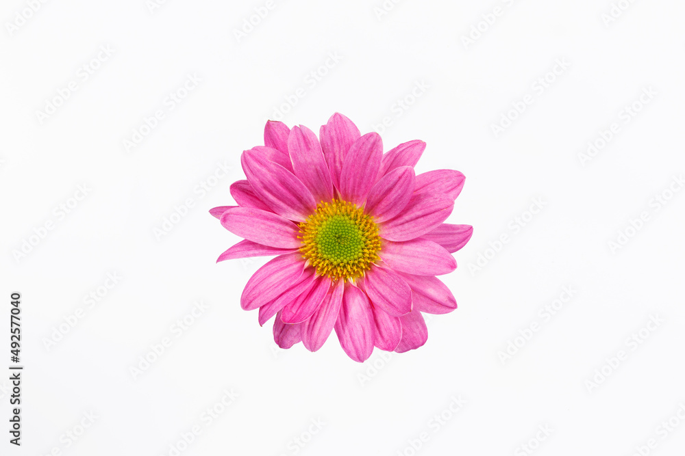colorful flowers close-up on a white background colorful flowers close-up on a white background