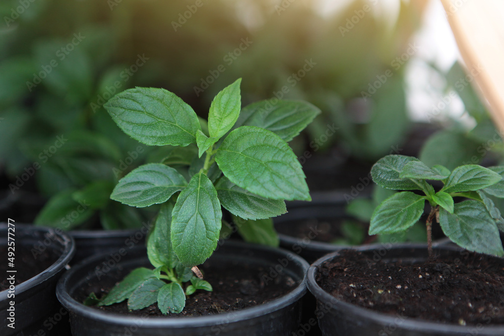 Seedlings in pots in the greenhouse. Young green shoots in a pot. A new crop. Preparation for the new season in agriculture. Seedlings in pots in the greenhouse. Young green shoots in a pot. A new crop. Preparation for the new season in agriculture.