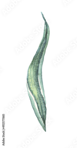 Green leaf. Watercolor illustration. Hand-painted