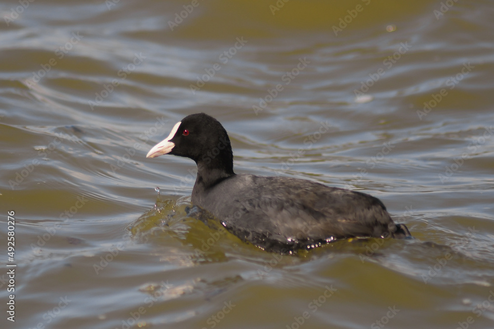 Folaga (Fulica atra) che nuota nel lago,ritratto Folaga (Fulica atra) che nuota nel lago,ritratto