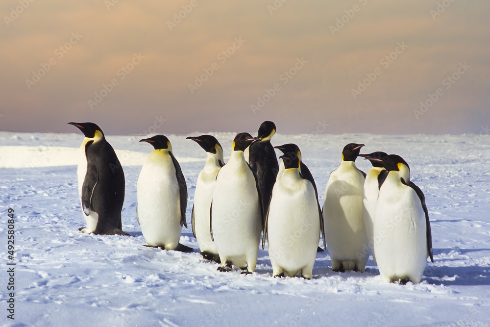 Obraz premium Group of Emperor penguin (Aptenodytes forsteri) on ice floe near the British Haley Antarctic station, Atka Bay, Weddell Sea, Antarctica