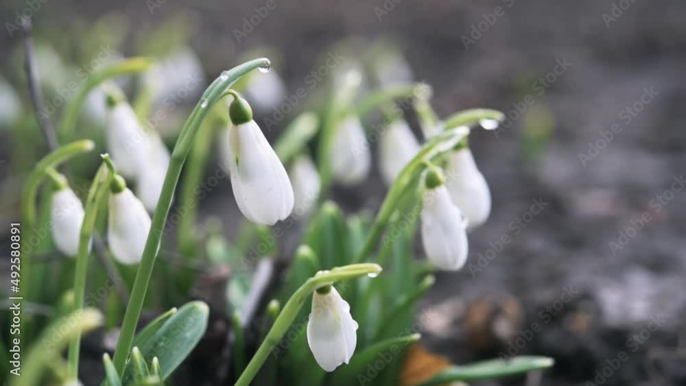 The first spring snowdrop flowers with water drops in the garden close-up The first spring snowdrop flowers with water drops in the garden close-up