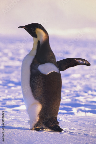 Adult Emperor penguin (Aptenodytes forsteri) on ice floe, Atka Bay, Weddell Sea, Antarctica photo