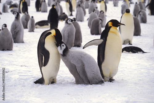 Juvenile Emperor penguin  Aptenodytes forsteri  being fed in the colony near the British Haley Antarctic station  Atka Bay  Weddell Sea  Antarctica