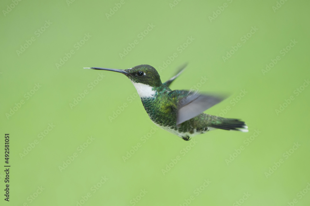 Fototapeta premium White-throated Hummingbird (Leucochloris albicollis), Trochilidae family, Parana Delta, Argentina