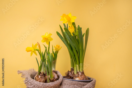 Spring blossoming daffodils , springtime blooming narcissus ,jonquill,flowers, selective focus photo